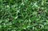 Barenbrug Carpet Grass