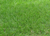 Barenbrug Pensacola Bahia Grass