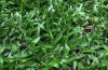 Barenbrug Carpet Grass